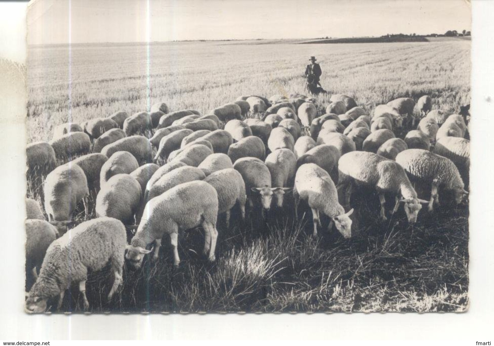 11. Moutons En Beauce - Autres & Non Classés