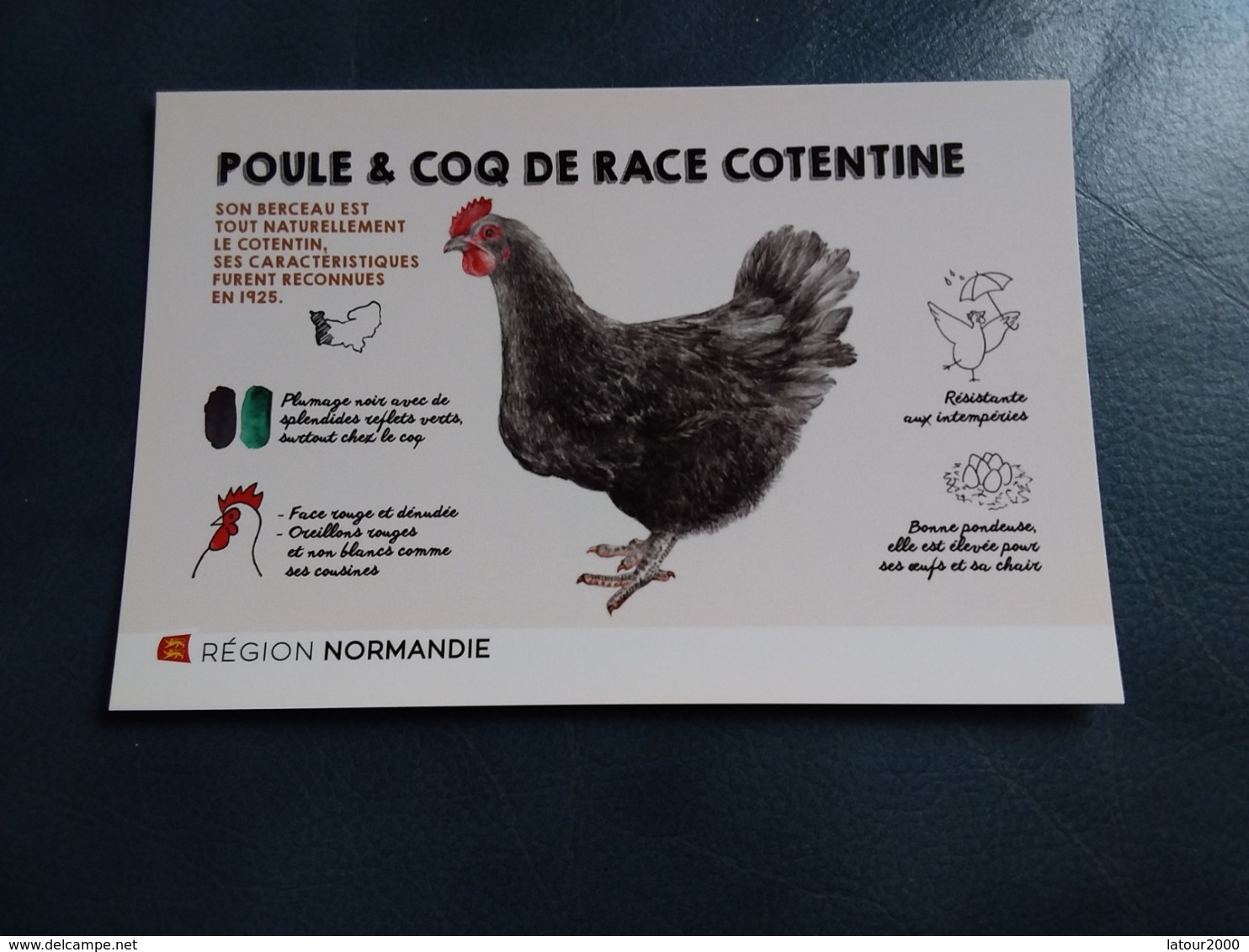 POULE ET COQ DE RACE COTENTINE NORMANDIE - Autres & Non Classés