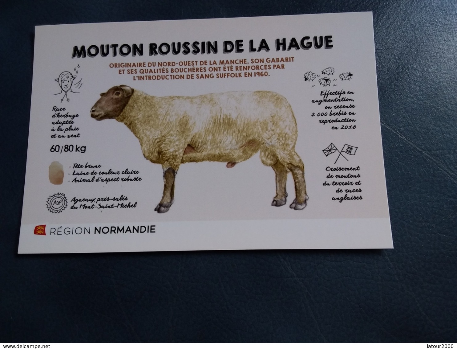 MOUTON ROUSSIN DE LA HAGUE NORMANDIE - Autres & Non Classés