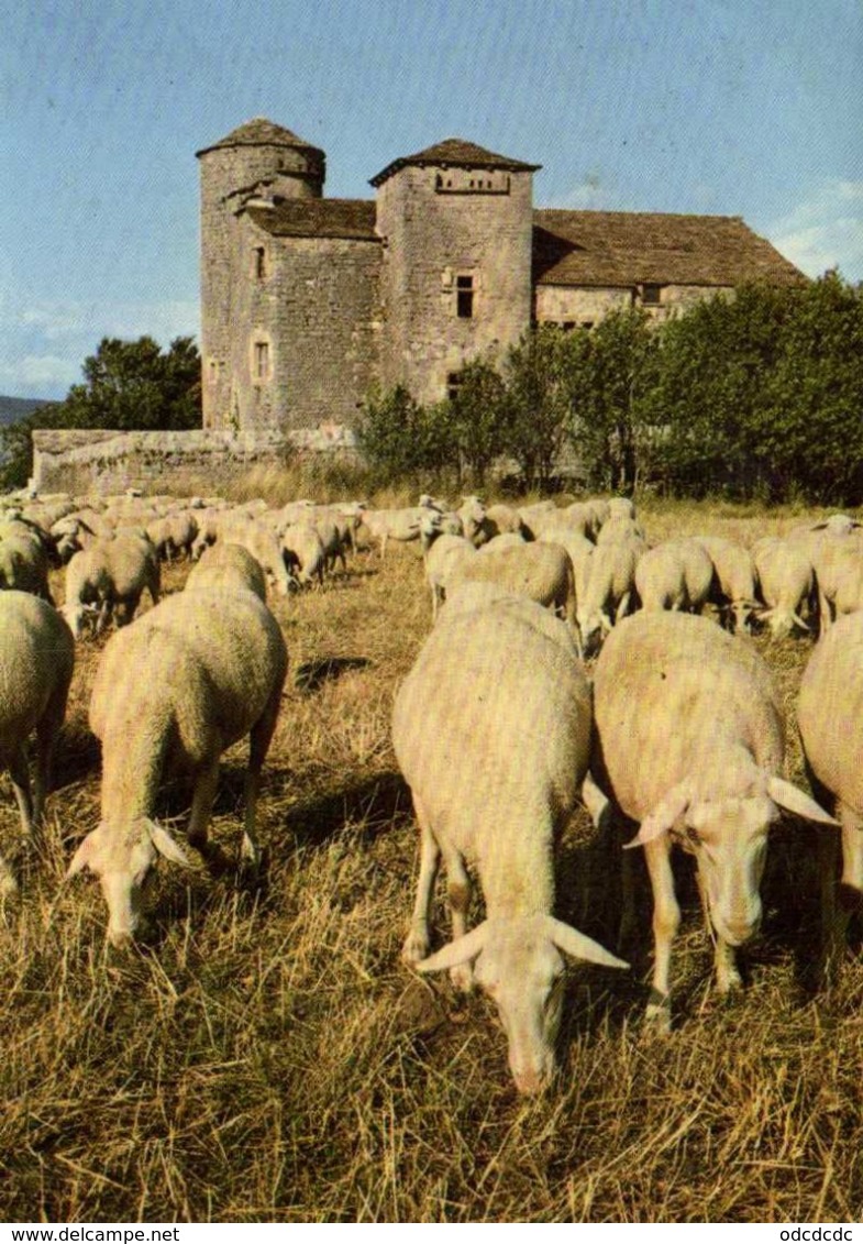 CPSM Grand Format AU PAYS DES GRANDS CAUSSES  Troupeau De "Choc" Entourant Une Ferme Fortifiée Sur Le Causse RV - Viehzucht