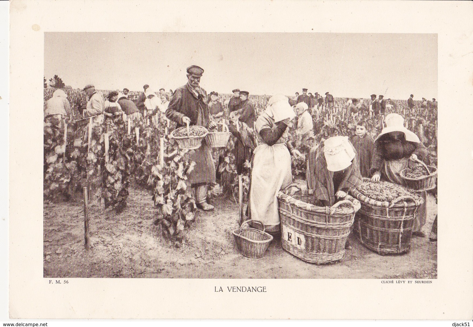 Grande Photo (Phototypie, Héliogravure) - F.M. 56 / LA VENDANGE (Champagne) - Cliché LEVY Et NEURDEIN - Non Classés