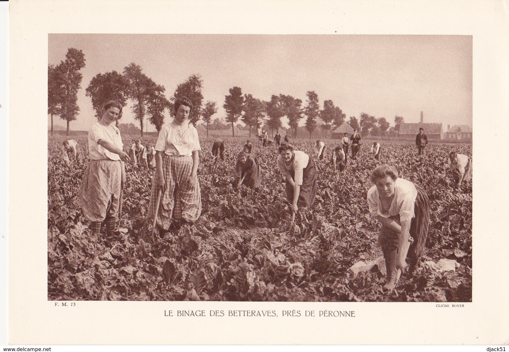 Grande Photo (Phototypie, Héliogravure) - F.M. 73 /  LE BINAGE DES BETTERAVES, PRES DE PERONNE - Cliché ROYER - Unclassified