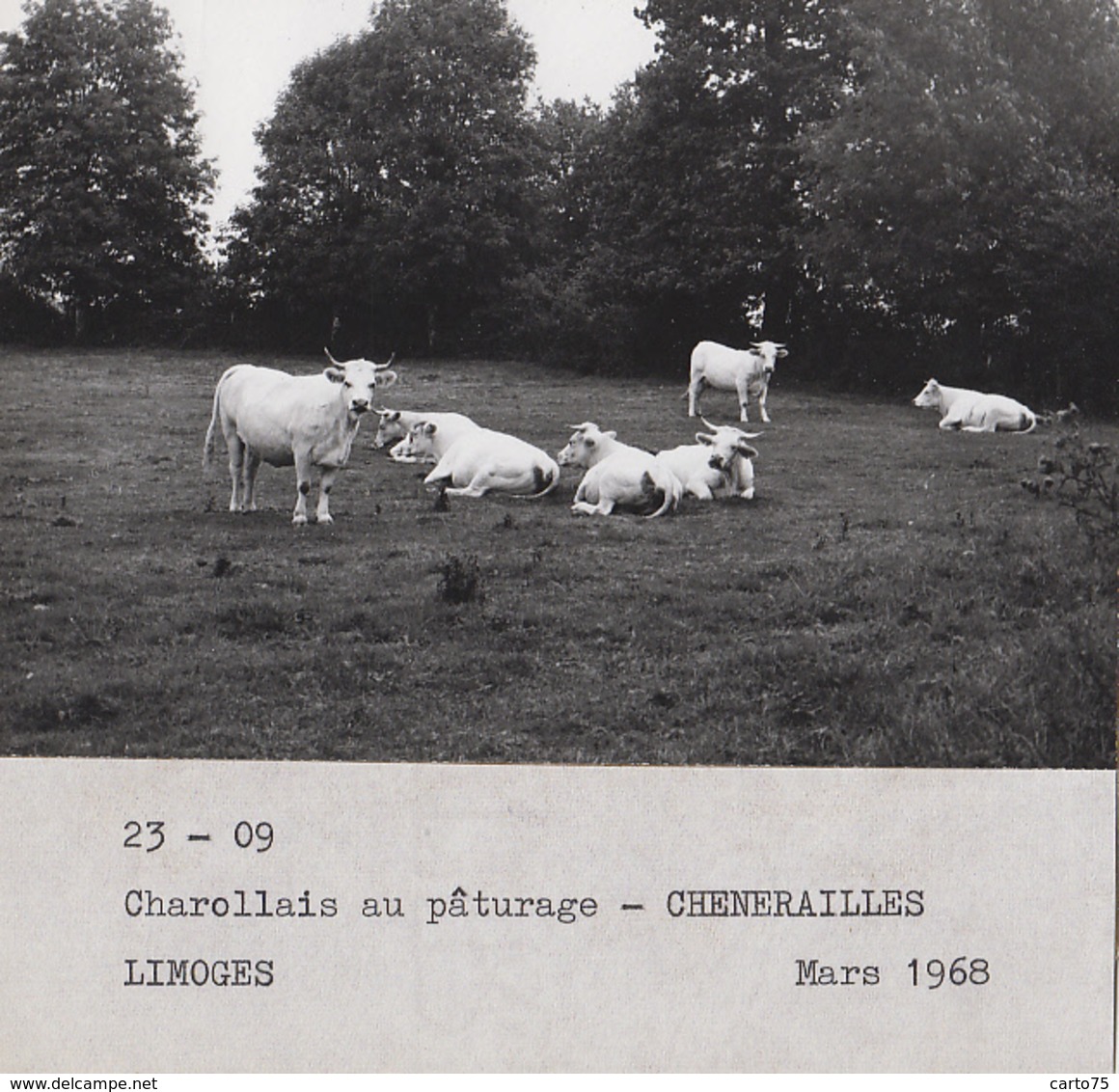 Chénérailles 23 - Agriculture - Exploitation Elevage Vaches Charollaises - Photographie - 1968 - Autres & Non Classés