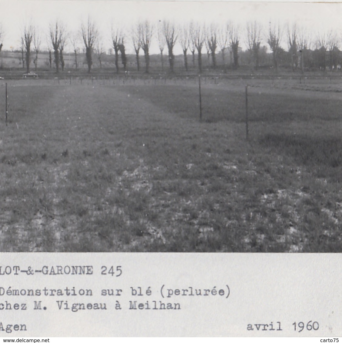 Meilhan-sur-Garonne 47 - Agriculture Culture Blé - Ferme Exploitation M. Vigneau - 3 Photographies - Meilhan Sur Garonne