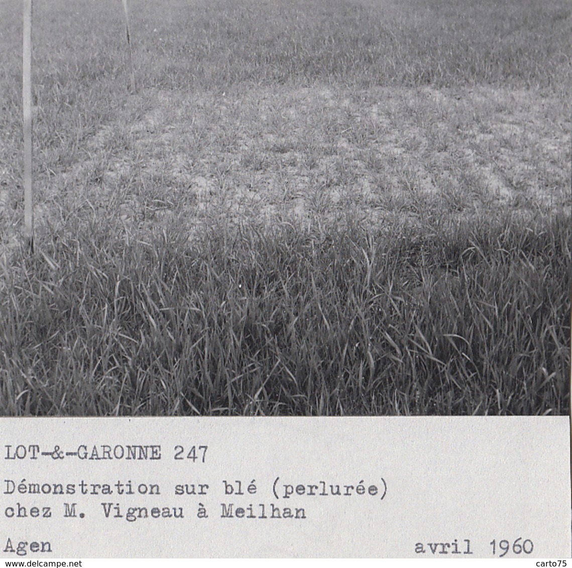 Meilhan-sur-Garonne 47 - Agriculture Culture Blé - Ferme Exploitation M. Vigneau - 3 Photographies - Meilhan Sur Garonne