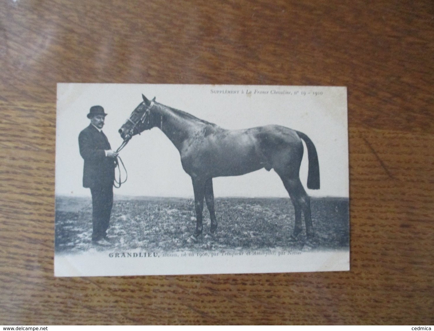 GRANDLIEU,ALEZAN,NE EN 1906,PAR TRINQUEUR ET AMARYLLIS,PAR NOVICE, SUPPLEMENT A LA FRANCE CHEVALINE N°19-1910 - Pferde