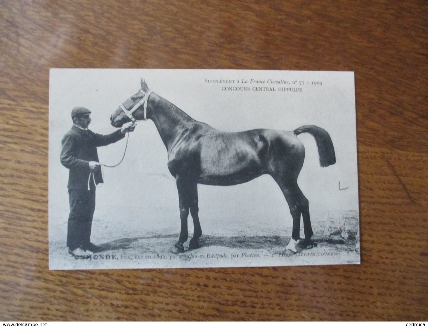 OSMONDE,BAIE,NEE EN 1892,PAR FUSCHIA ET ESCAPADE ,PAR PHAËTON, SUPPLEMENT A LA FRANCE CHEVALINE N°77-1909 - Pferde
