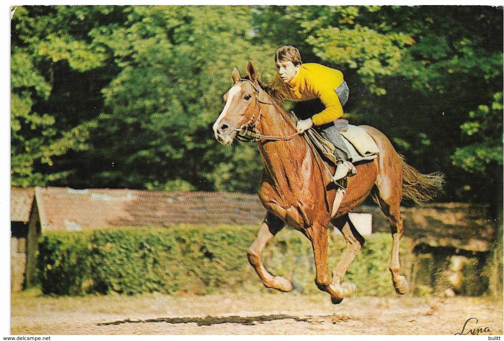 MAISONS LAFFITTE - Cheval à L'entrainement - Maisons-Laffitte