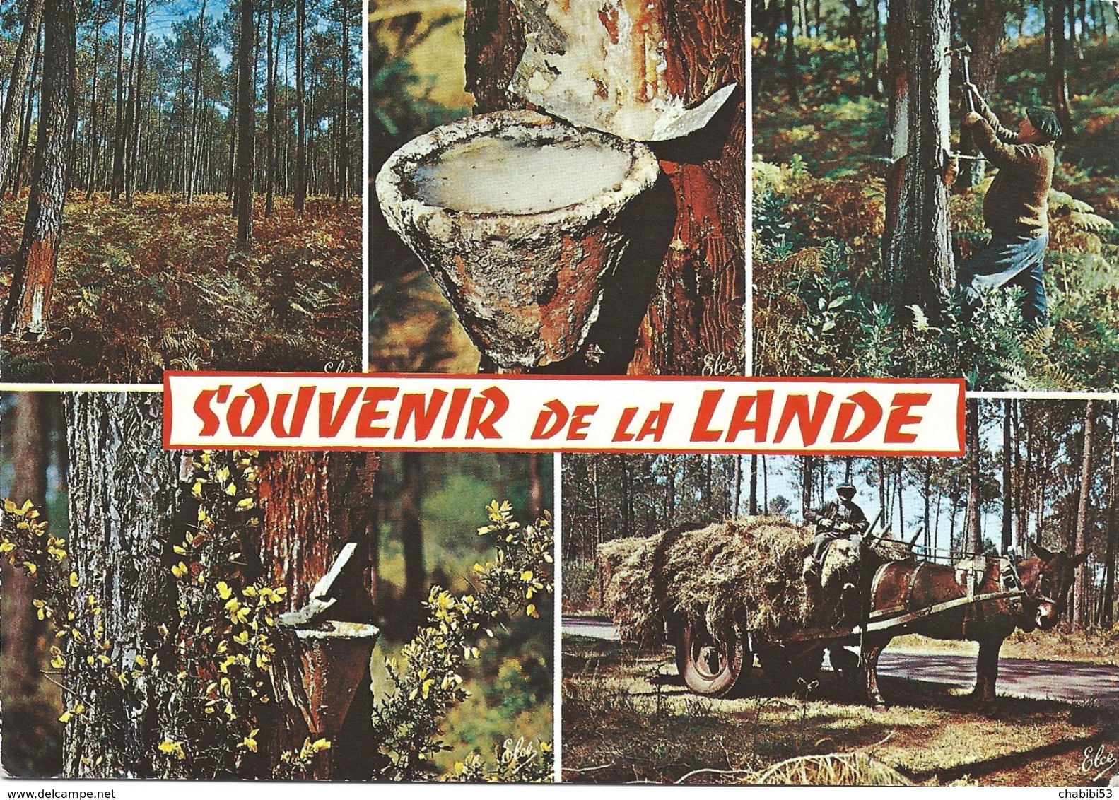 SOUVENIR De La LANDE - MULTIVUES - Aquitaine