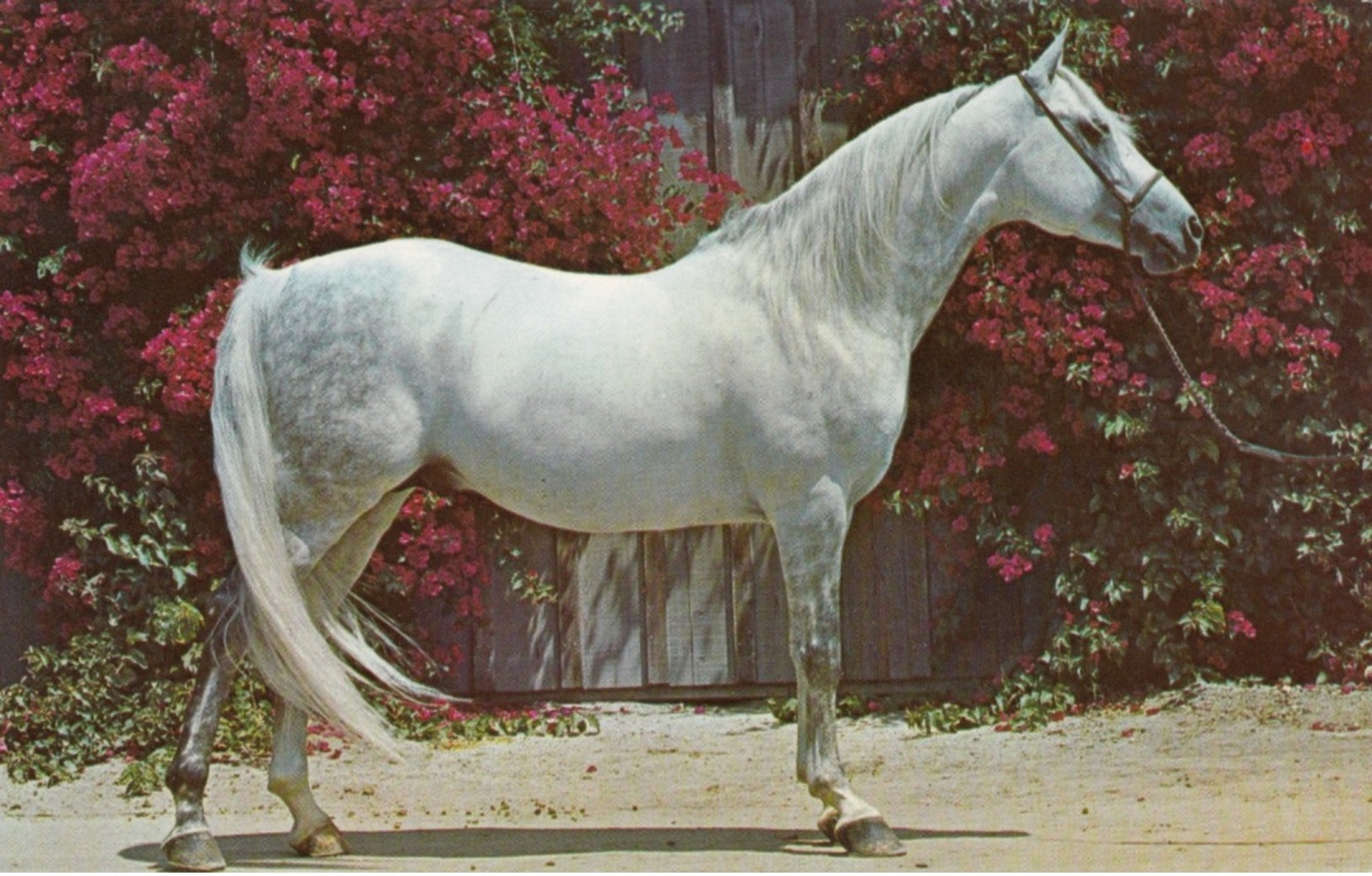 Horses ; Purebred Arabian Stallion , 50-60s - Horses