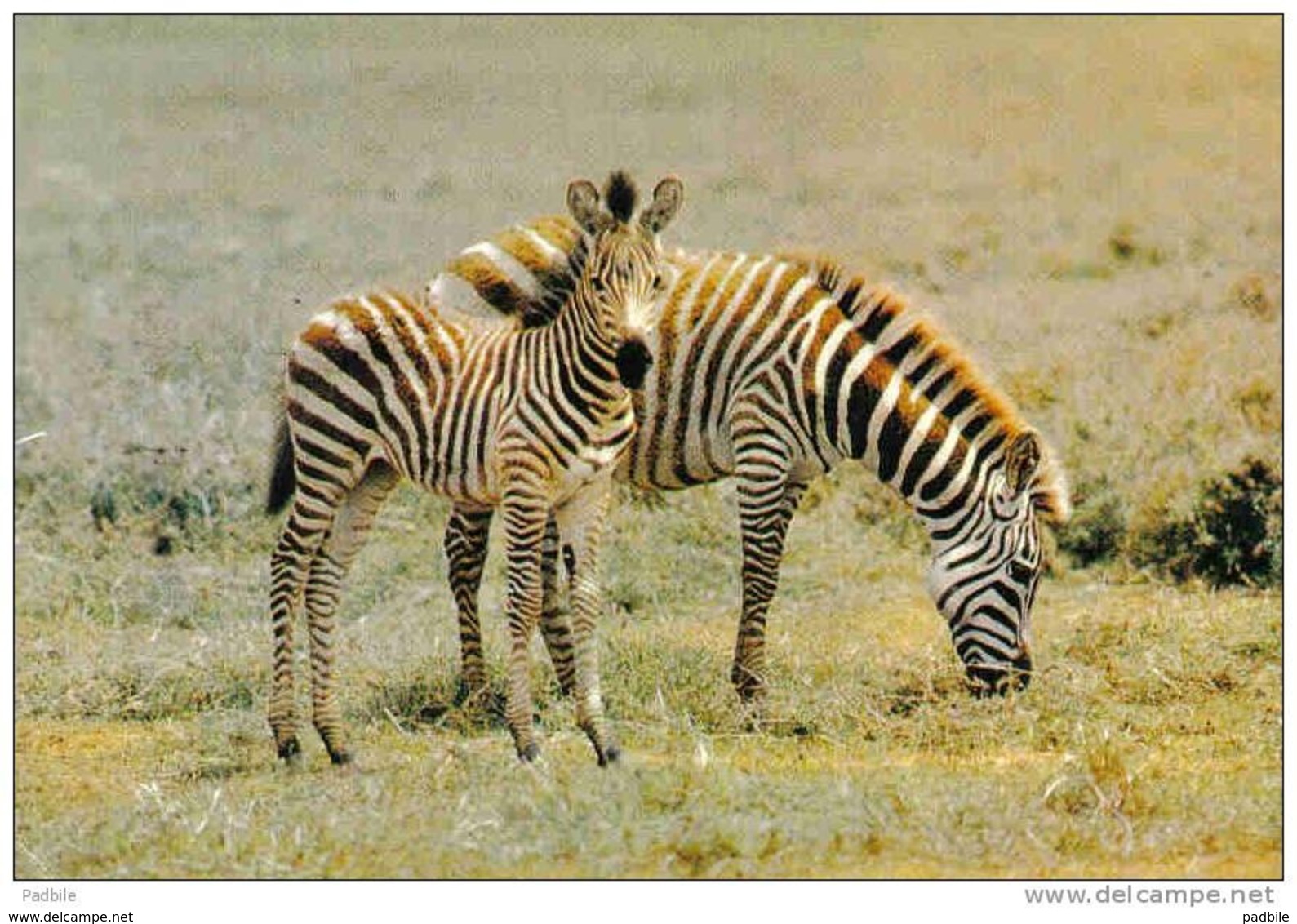 Carte Postale Afrique Faune Africaine  Zèbres  Hoa-Qui  N° 4291   Trés Beau Plan - Non Classés