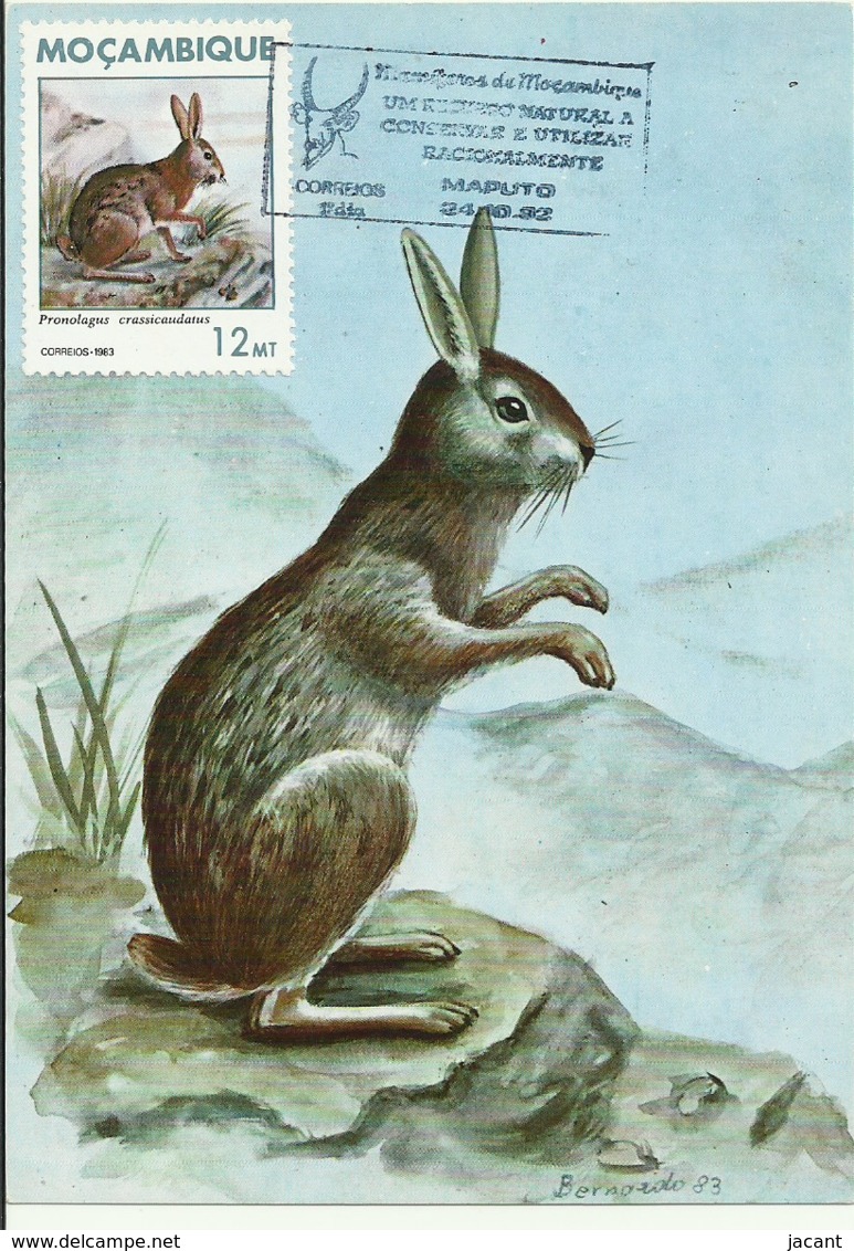 Carte Maximum - Mocambique - Lebre Vermelha - Lièvre Roux Du Natal - Natal Red Rock Hare - Pronolagus Crassicaudat - Lapins