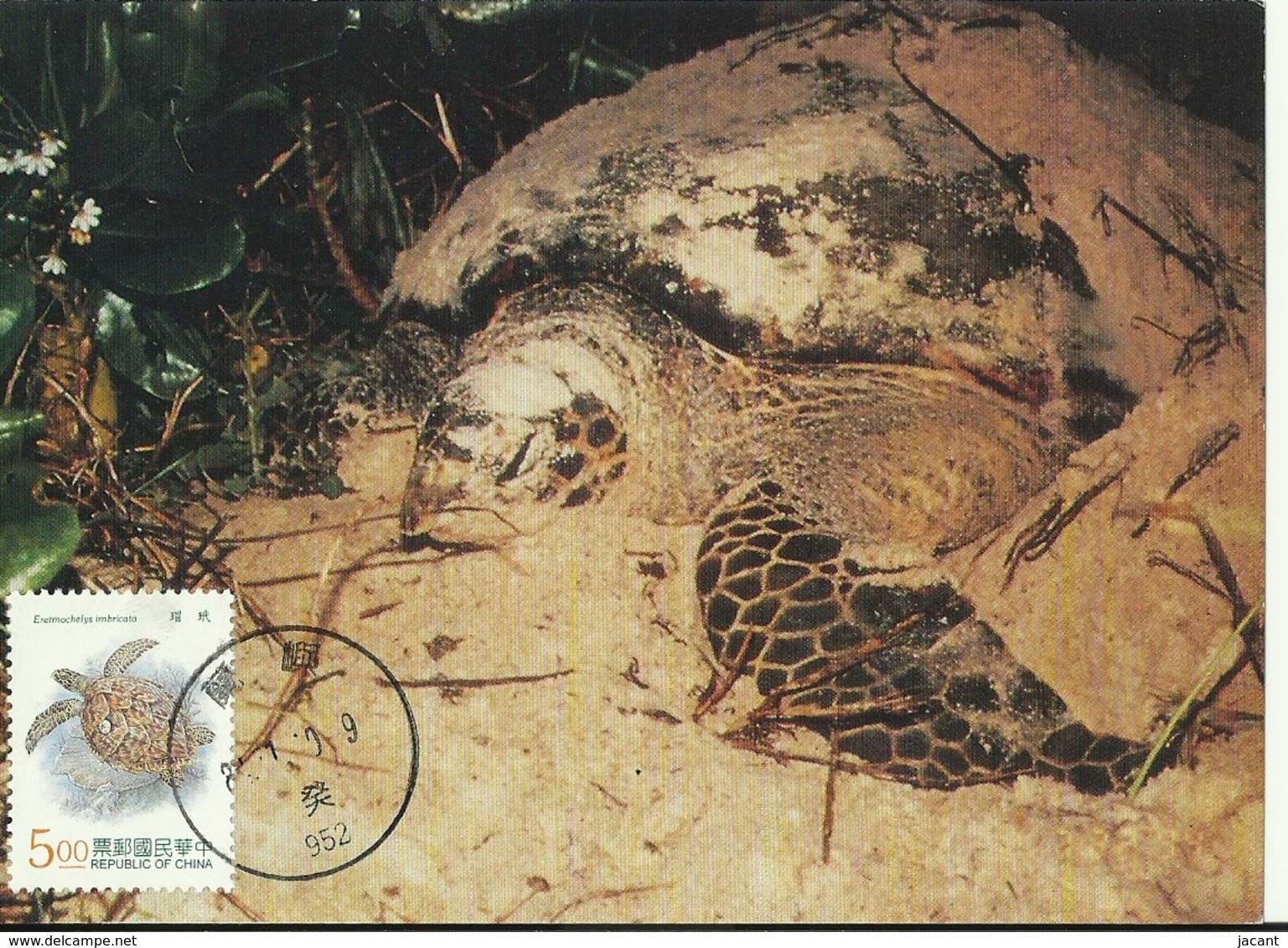 Carte Maximum - Taiwan - Tourtue - Hawksbill Sea Turtle - Eretmochelys Imbricata - Cartes-maximum