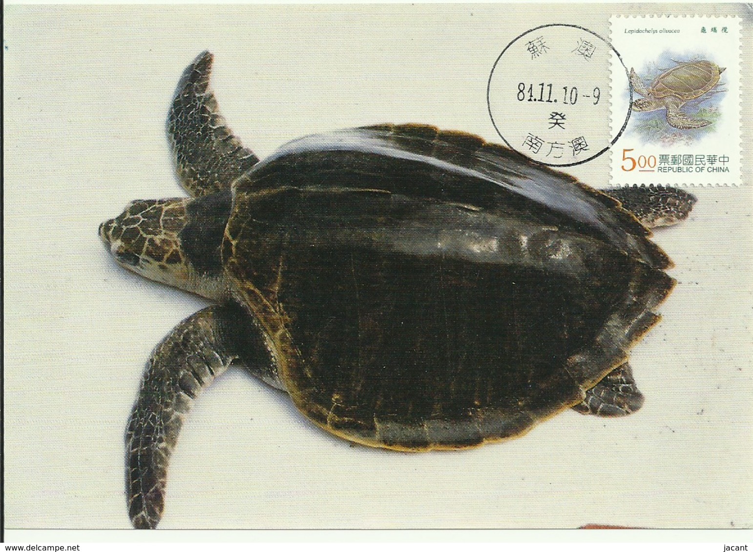 Carte Maximum - Taiwan - Tourtue - Olive Ridley Sea Turtle - Lepidochelys Olivacea - Cartoline Maximum