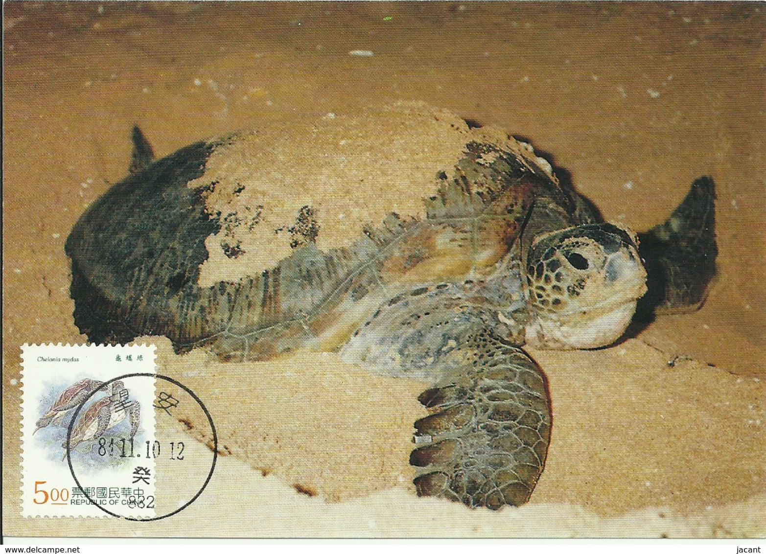 Carte Maximum - Taiwan - Tourtue - Green Turtle - Chelonia Mydas - Cartes-maximum