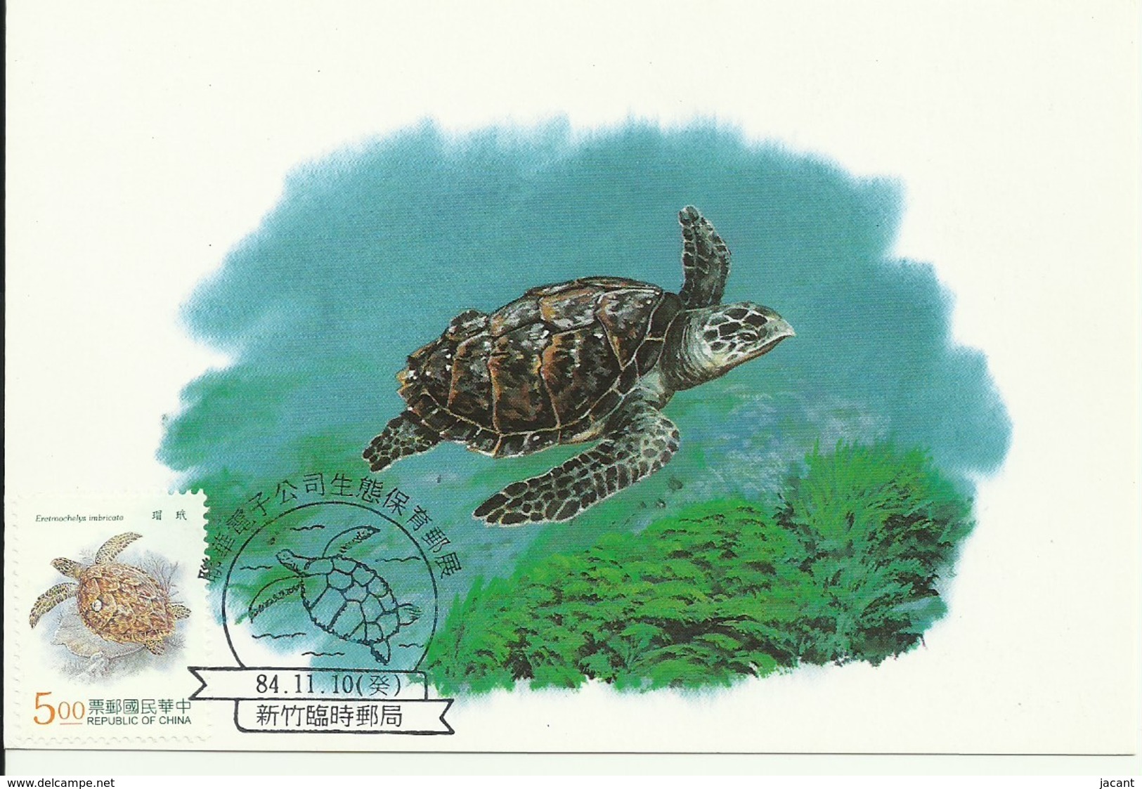 Carte Maximum - Taiwan - Tourtue - Hawksbill Sea Turtle - Eretmochelys Imbricata - Cartes-maximum