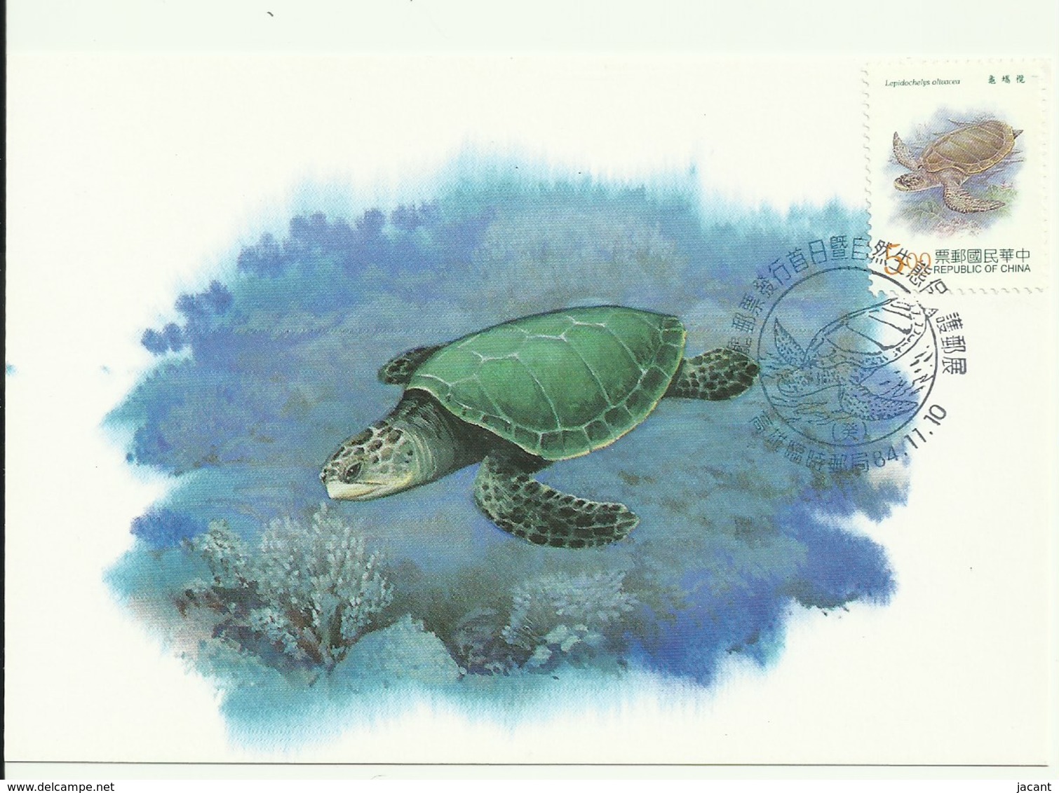 Carte Maximum - Taiwan - Tourtue - Olive Ridley Sea Turtle - Lepidochelys Olivacea - Cartes-maximum