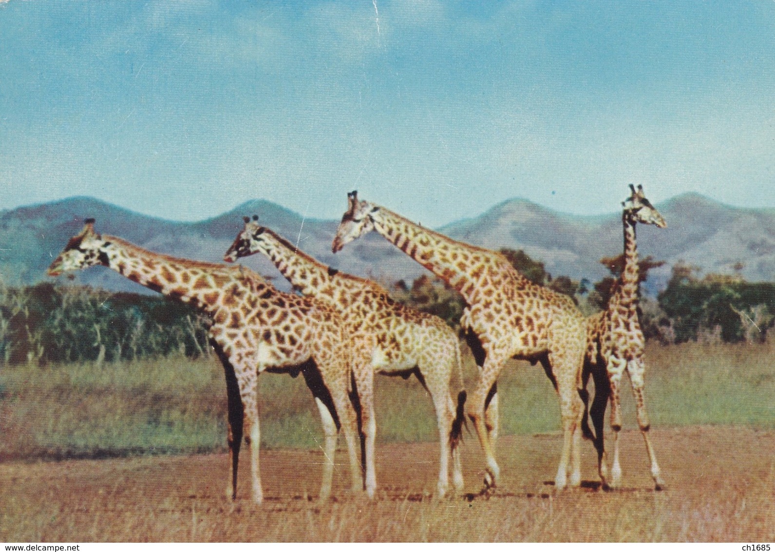 BASUTOLAND  LESOTHO  : Giraffes   : Carte Editions FIDELIS M.B.M. . - Lesotho