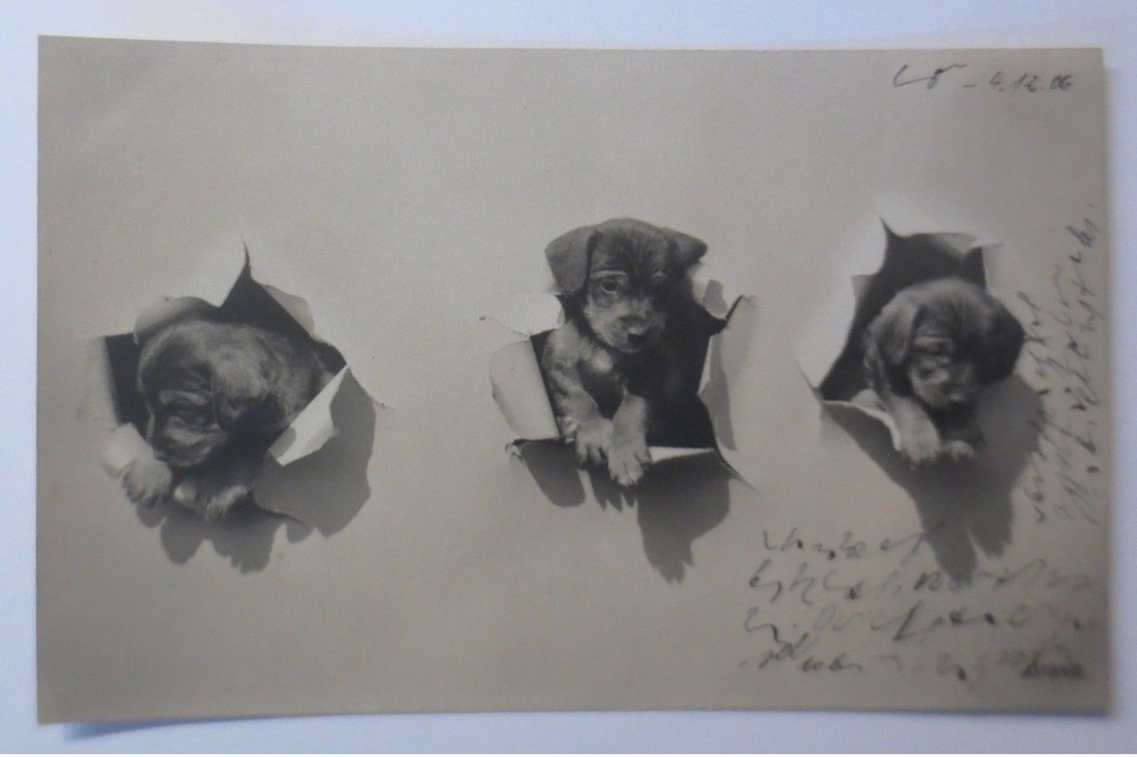 Hund, Leinwand, Welpen,   1906  ♥ (68553) - Perros