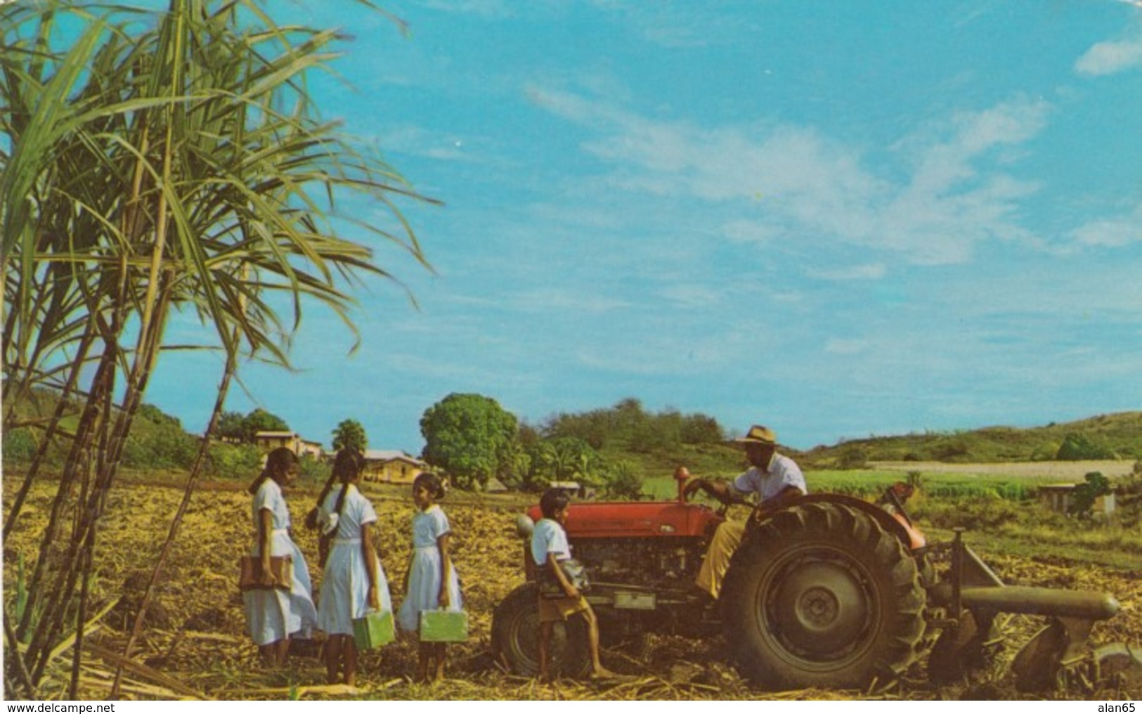 Fiji Cane Sugar Farming With Tractor, South Seas Pacific Oceania, C1960s Vintage Postcard - Fiji