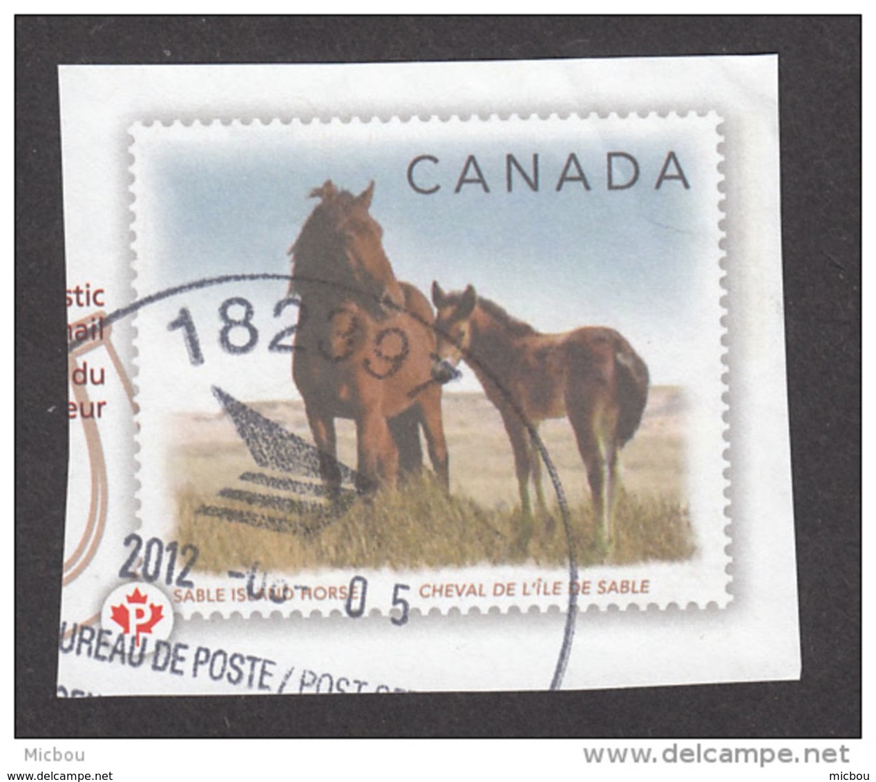 Canada, Cheval, Horse,  Gibier - Horses