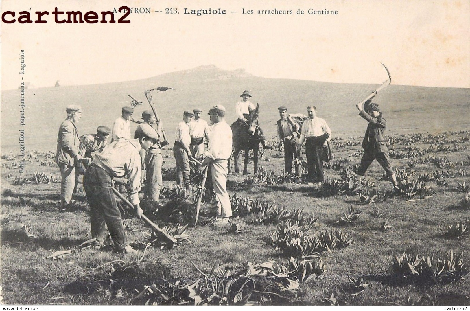 LAGUIOLE LES ARRACHEURS DE GENTIANE METIER AGRICULTURE 12 AVEYRON - Laguiole