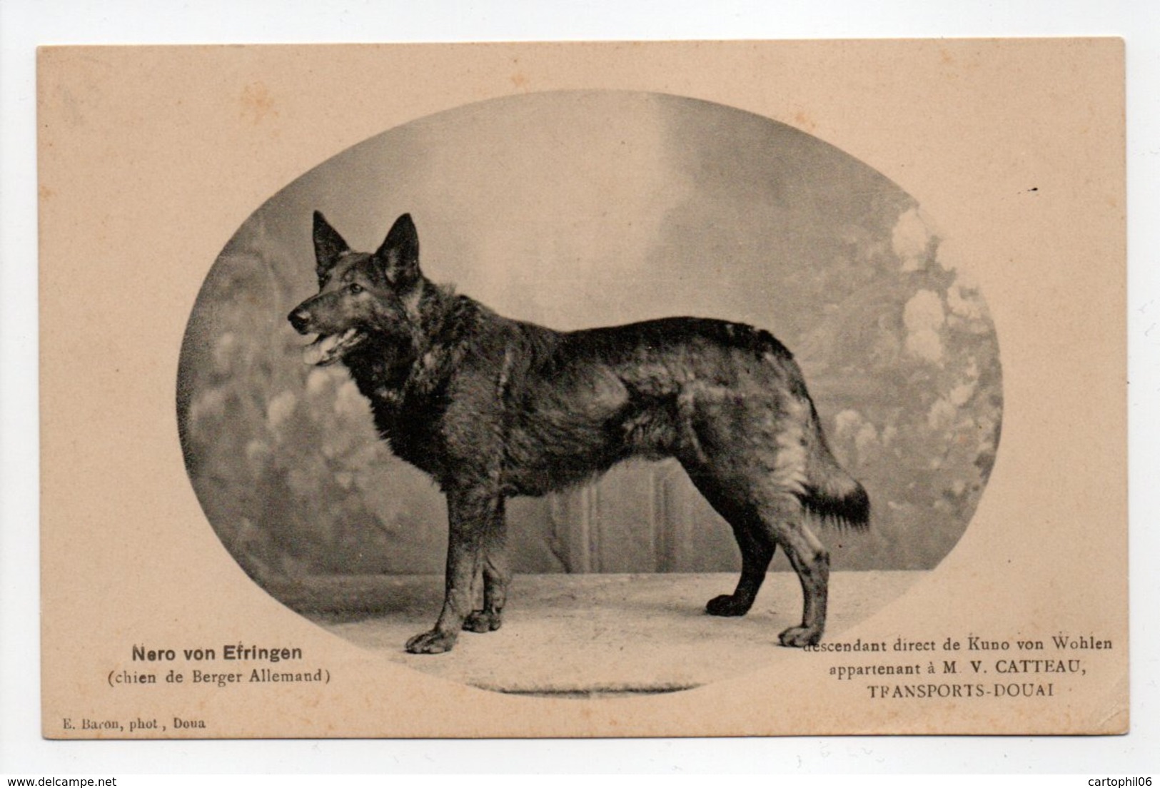 - CPA CHIENS - Nero Von Efringen (Berger Allemand), Appartenant à M. V. CATTEAU, TRANSPORTS-DOUAI - Photo E. Baron - - Chiens