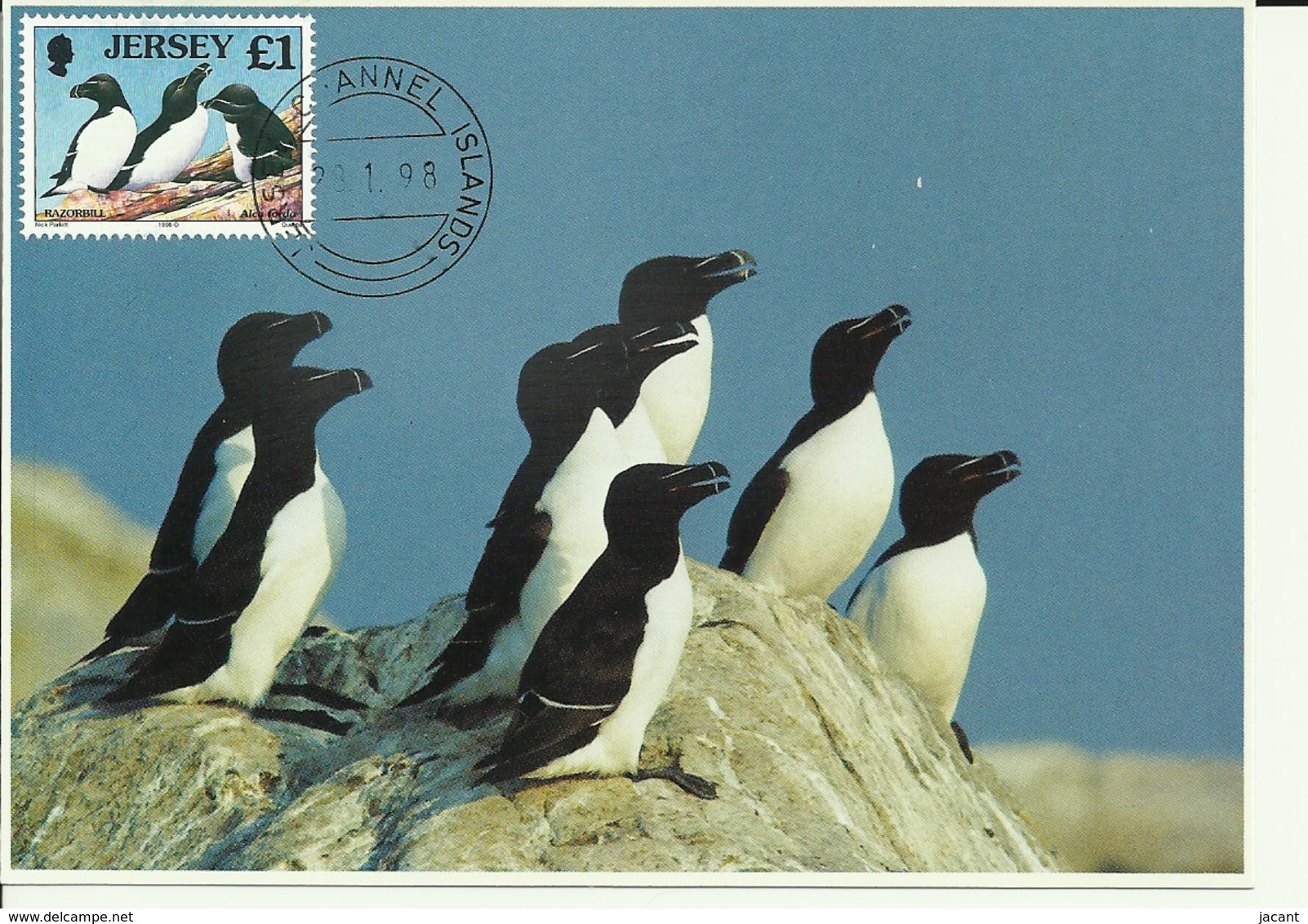 Carte Maximum - Oiseaux - Jersey - Razorbill - Petit Pingouin - Alca Torda - Jersey