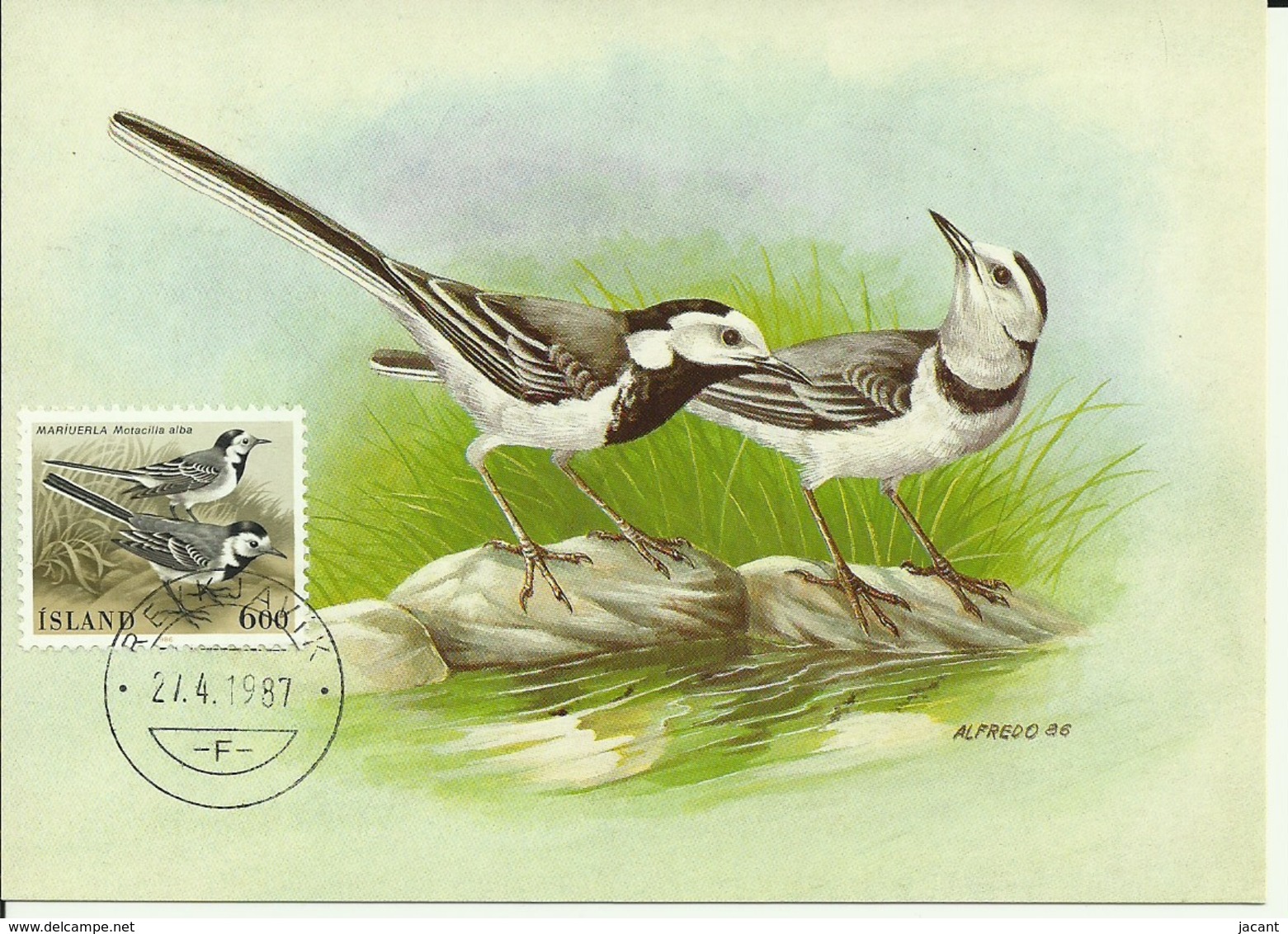 Carte Maximum - Oiseaux - Island - White Wagtail - Bergeronnette Grise - Motacilla Alba - Cartes-maximum