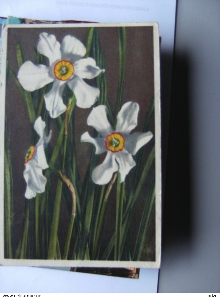 Zwitserland Schweiz Suisse Narcissus Poeticus Sternblume - Andere & Zonder Classificatie