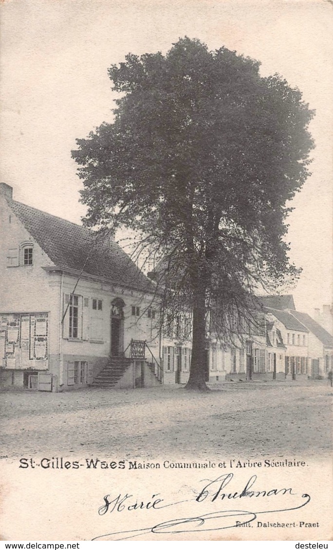 Maison Communale Et L'Arbre Séculaire - Sint-Gilles-Waas - Sint-Gillis-Waas