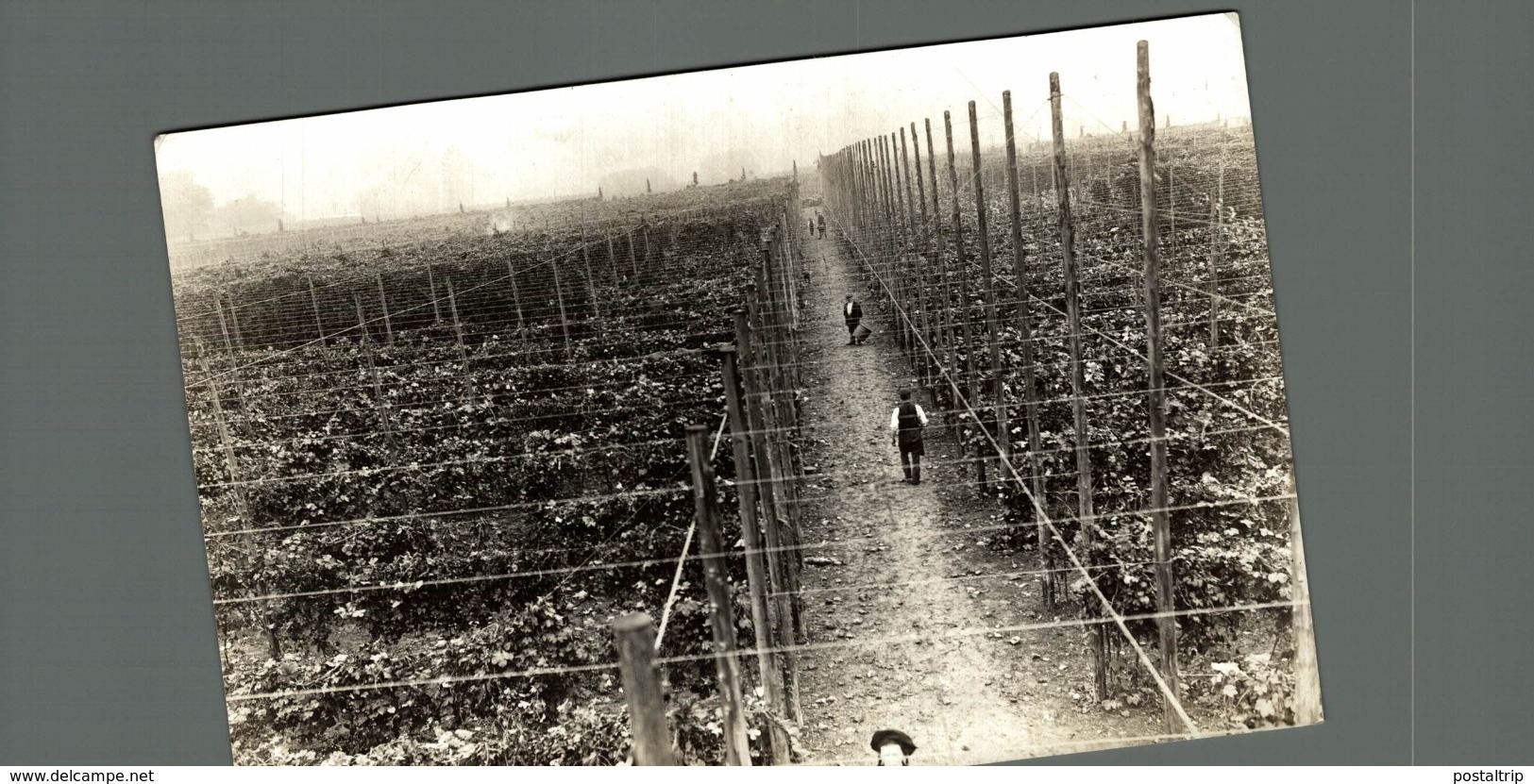 Hopfenanbaugebietes HOP PICKING  15*12CM Fonds Victor FORBIN 1864-1947 - Profesiones