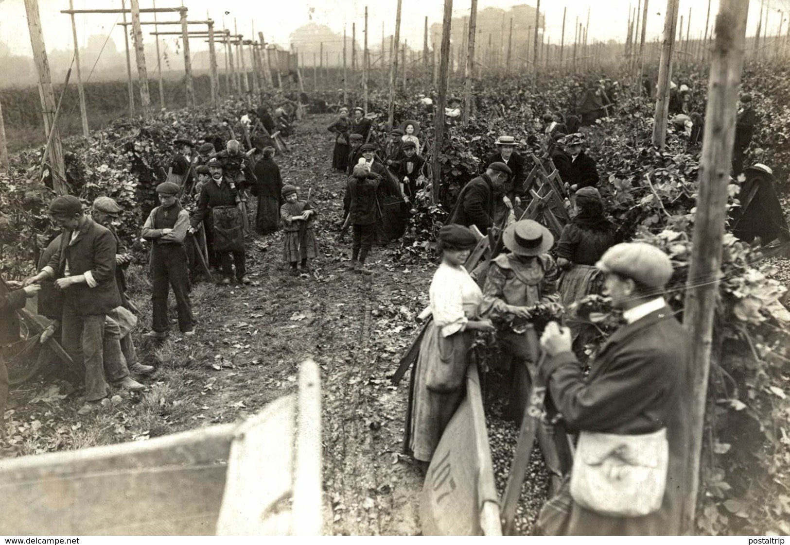 HOP PICKING Hopfenanbaugebietes    15*12CM Fonds Victor FORBIN 1864-1947 - Sin Clasificación