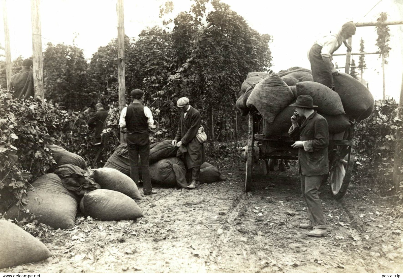 LOADING UP THE HOPS HOP PICKING  Hopfenanbaugebietes    15*11CM Fonds Victor FORBIN 1864-1947 - Profesiones