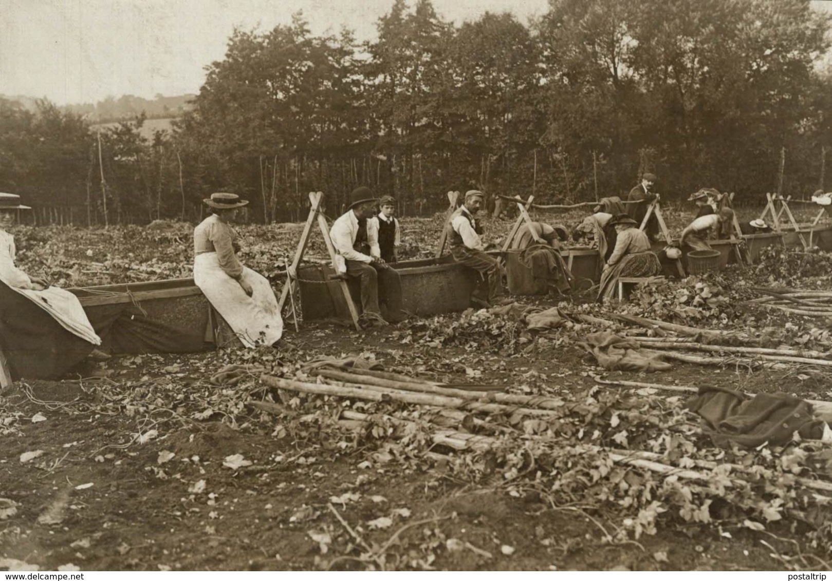 PADDOCK WOOD HOP PICKING  Hopfenanbaugebietes    16*12CM Fonds Victor FORBIN 1864-1947 - Profesiones