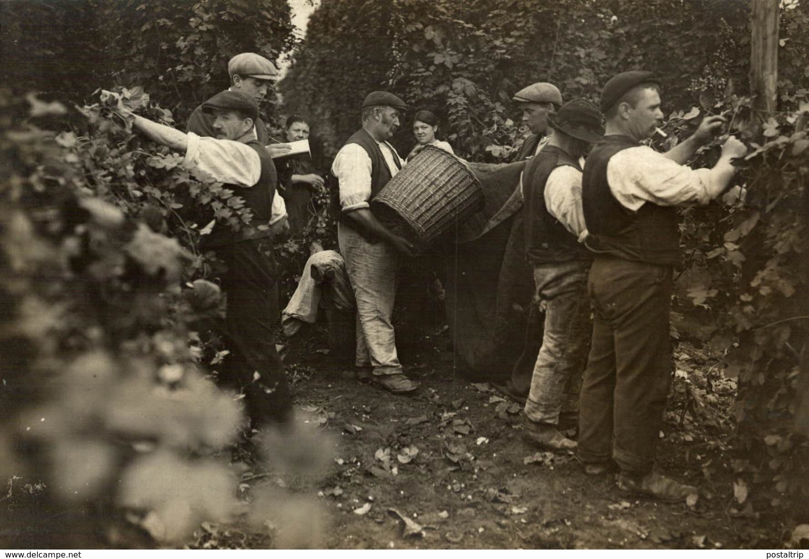 HOP PICKING  Hopfenanbaugebietes    15*11CM Fonds Victor FORBIN 1864-1947 - Sin Clasificación