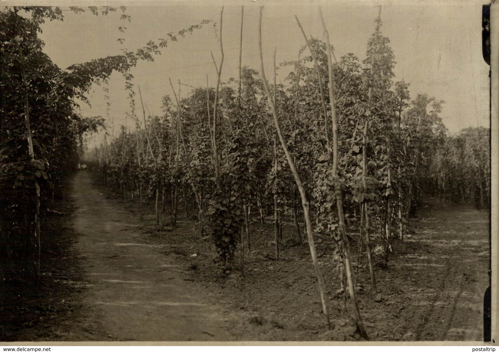 HOP PICKING KENT  Hopfenanbaugebietes    15*11CM Fonds Victor FORBIN 1864-1947 - Profesiones