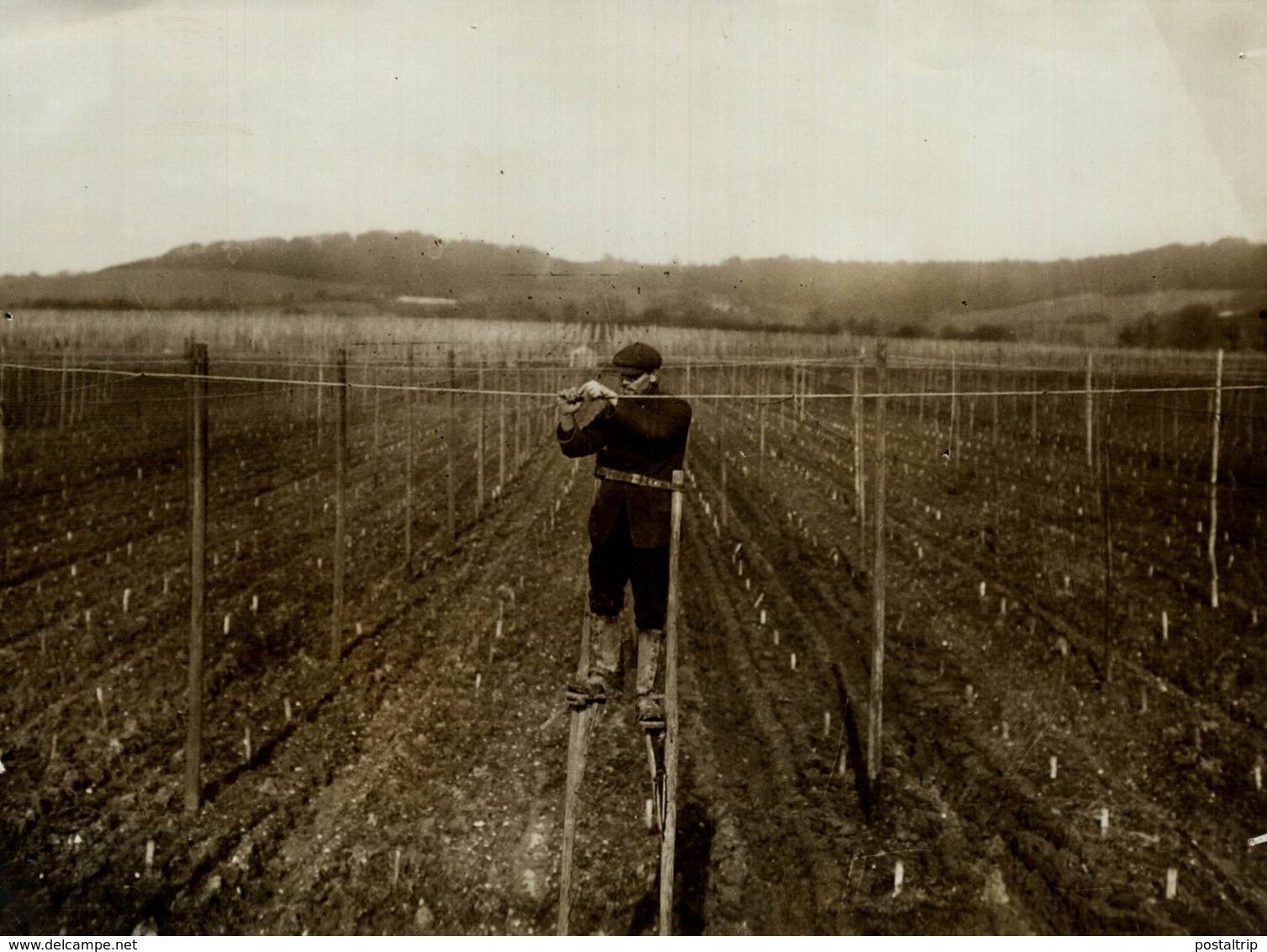 HOP PICKING KENT  KENTISH HOPFIELD  Hopfenanbaugebietes    21*16CM Fonds Victor FORBIN 1864-1947 - Profesiones