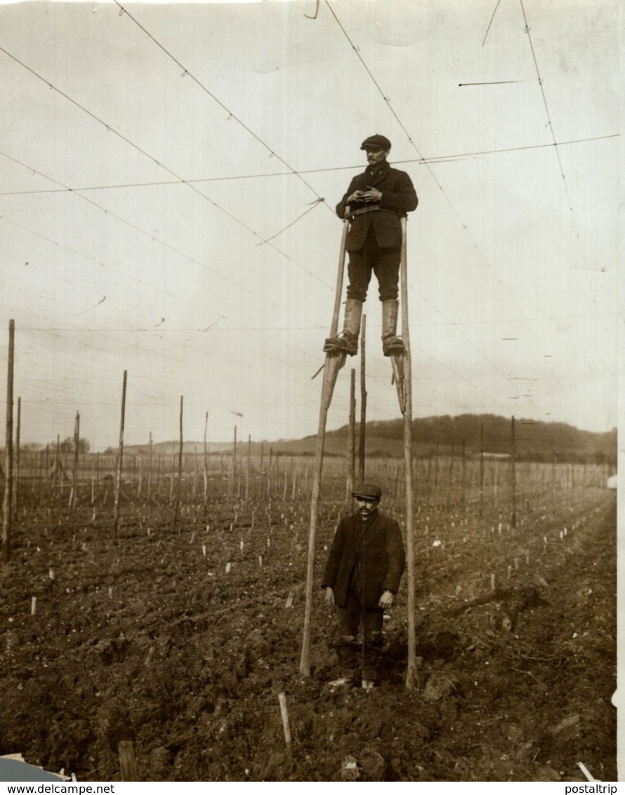 HOP PICKING KENT  KENTISH HOPFIELD  SEE CORNER  Hopfenanbaugebietes    21*16CM Fonds Victor FORBIN 1864-1947 - Sin Clasificación