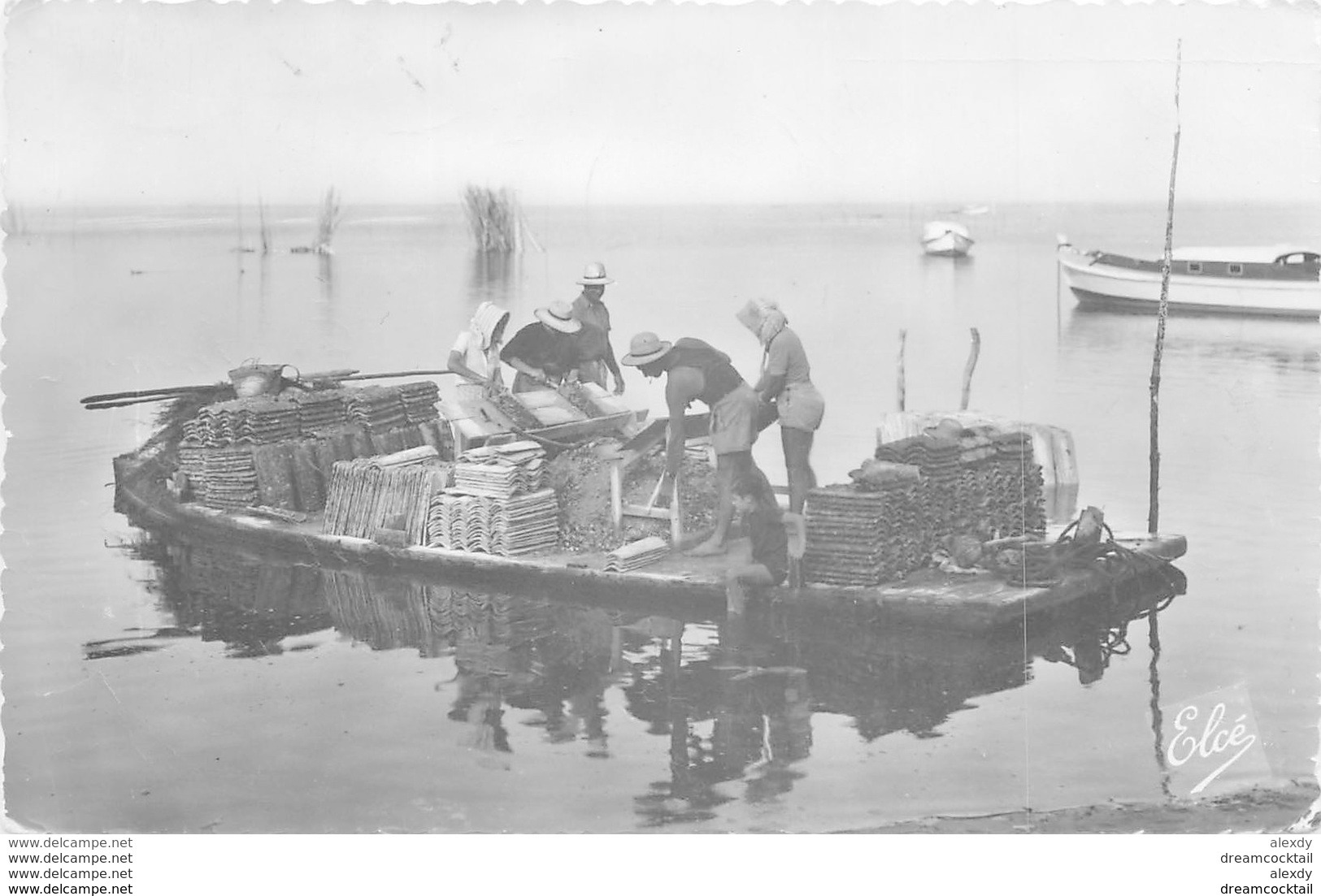 Cpsm Cpm 33 BASSIN ARCACHON. Travaux D'Ostréïcoles Avec Le Détroquage Des Huîtres 1955 - Arcachon