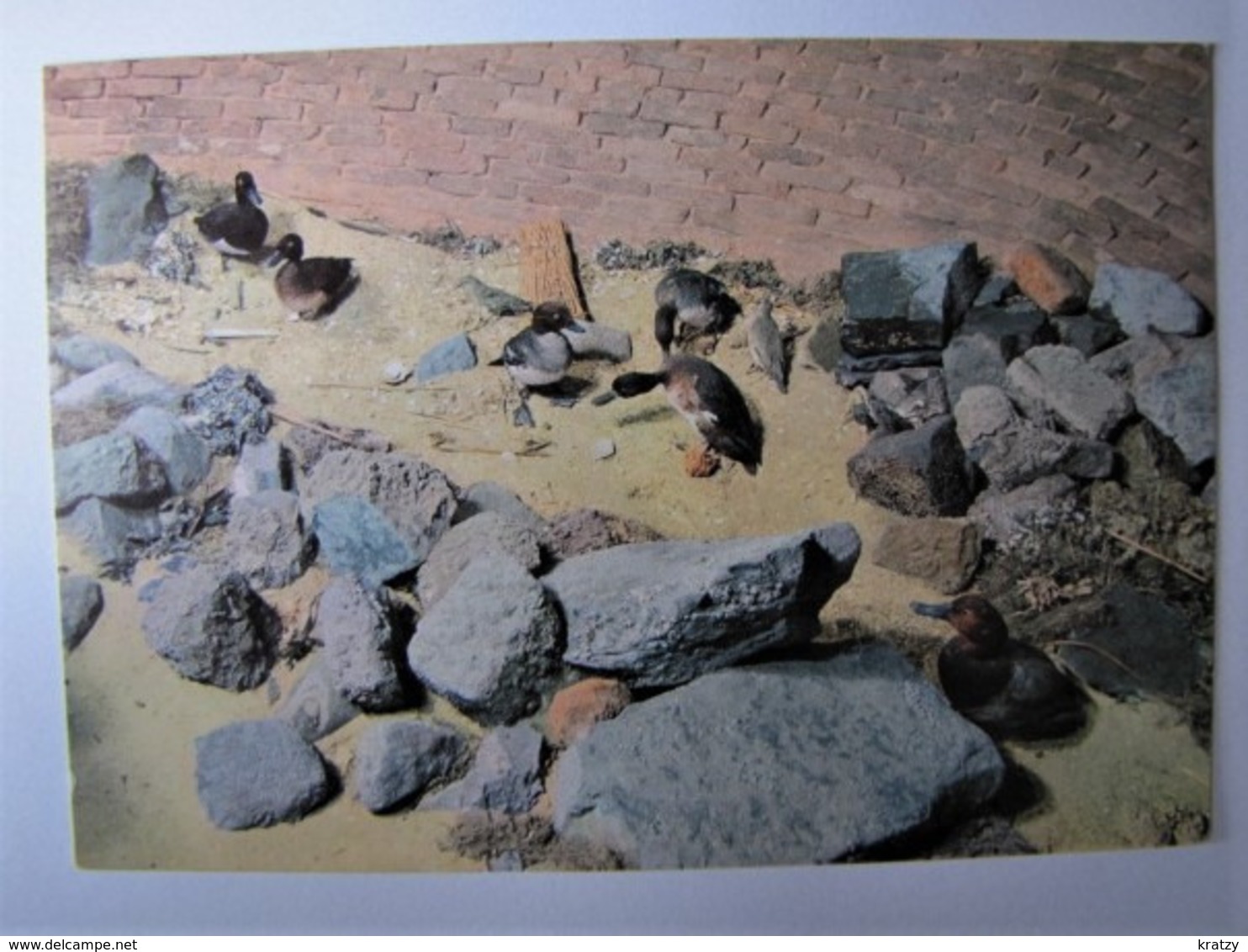 BELGIË - WEST-VLAANDEREN - NIEUWPOORT - Ornitologisch Museum - Nieuwpoort