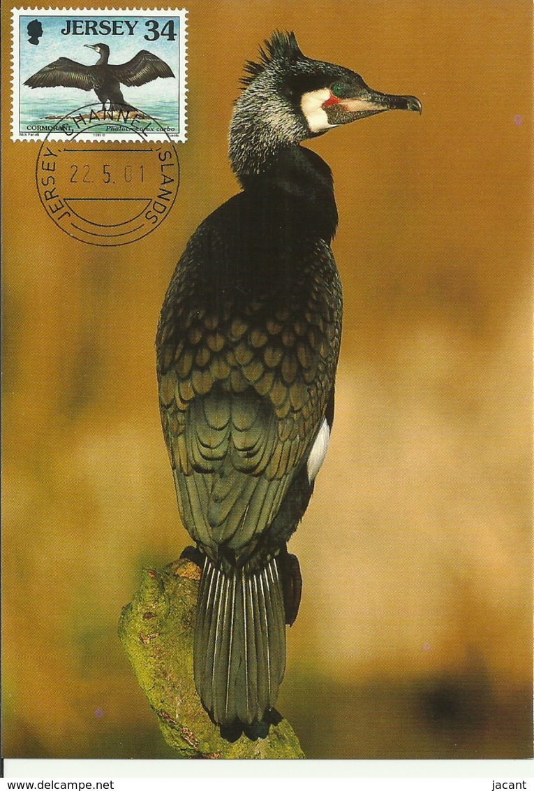 Carte Maximum - Oiseaux - Jersey - Cormoran - Phalacrocorax Carbo - Jersey