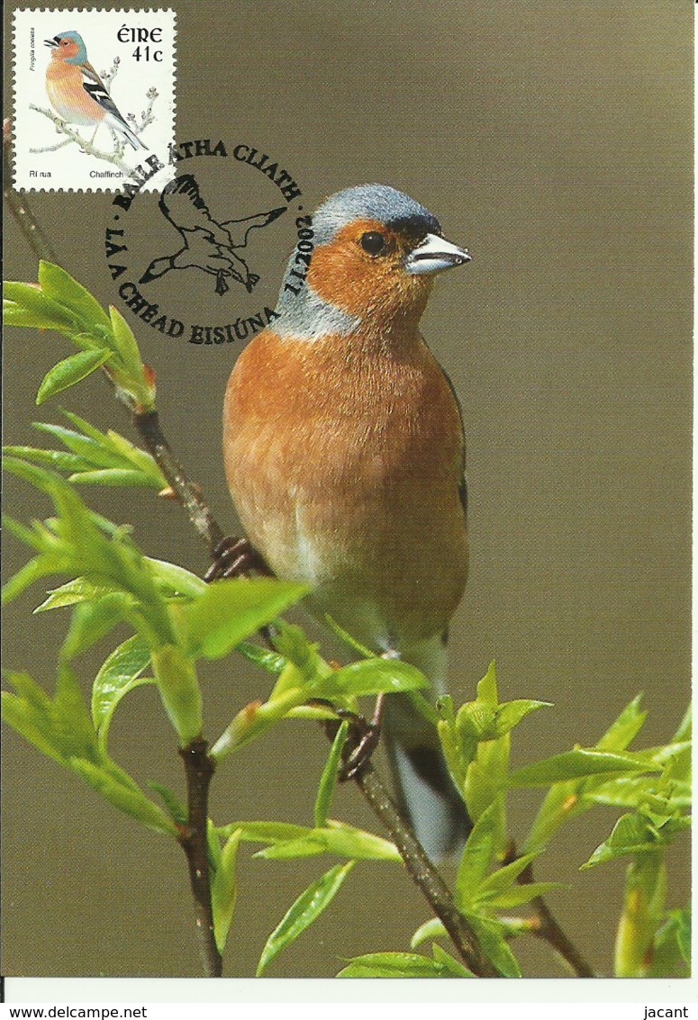 Carte Maximum - Oiseaux - Eire - Irlande - Pinson Des Arbres - Fringilla Coelebs - Maximumkarten