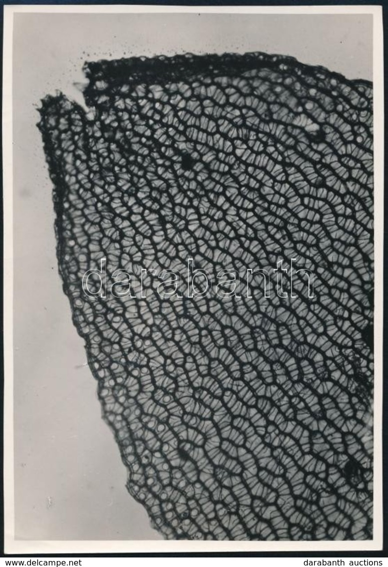 Cca 1933 Kinszki Imre (1901-1945) Makro Szerkezeti Fotója, Pecséttel Jelzett, Vintage Fotóművészeti Alkotás, 17x11,5 Cm - Otros & Sin Clasificación