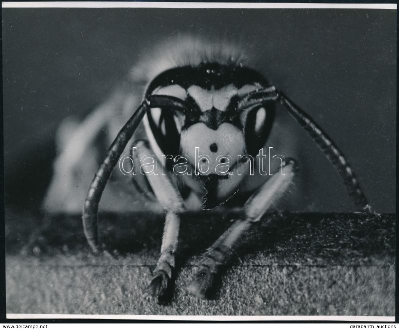 Cca 1935 Kinszki Imre (1901-1945) Budapesti Fotóművész Vintage Alkotása, A Szerző által Feliratozva (Vespa Germanica), 1 - Other & Unclassified