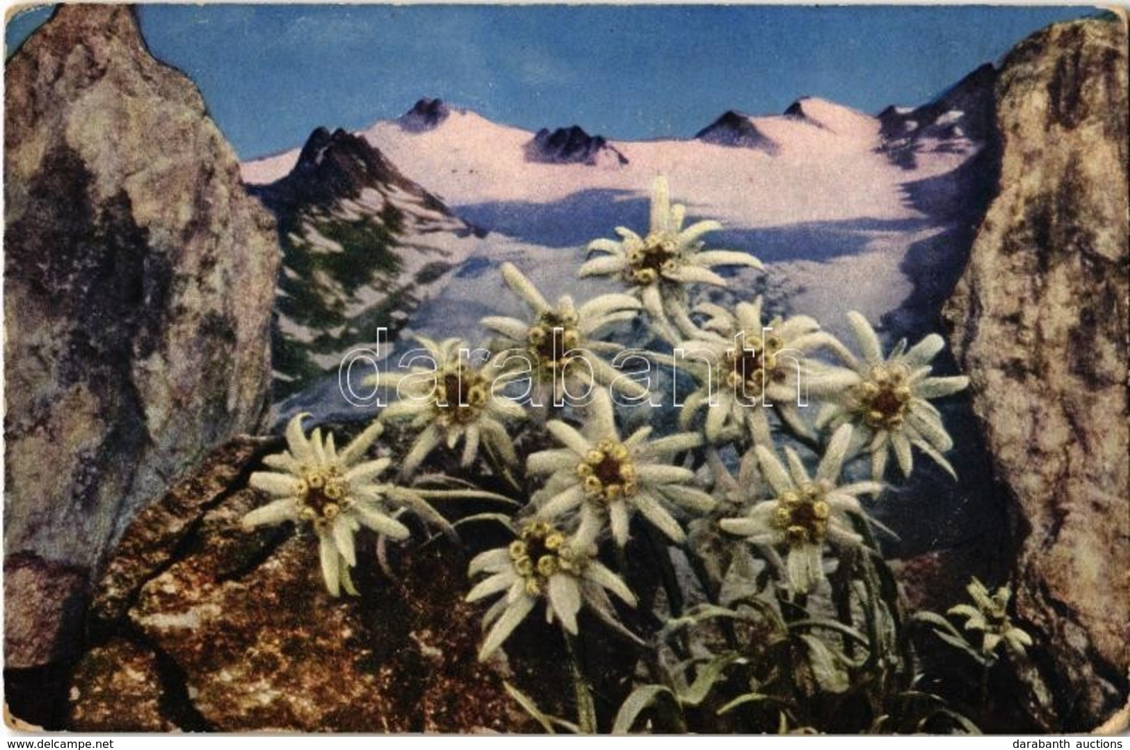 T2/T3 1918 Havasi Gyopár A Tiroli Havasokban / Leontopodium Alpinum / Edelweiss, Tyrolean Alps. Wilhelm Stempfle, Innsbr - Non Classés