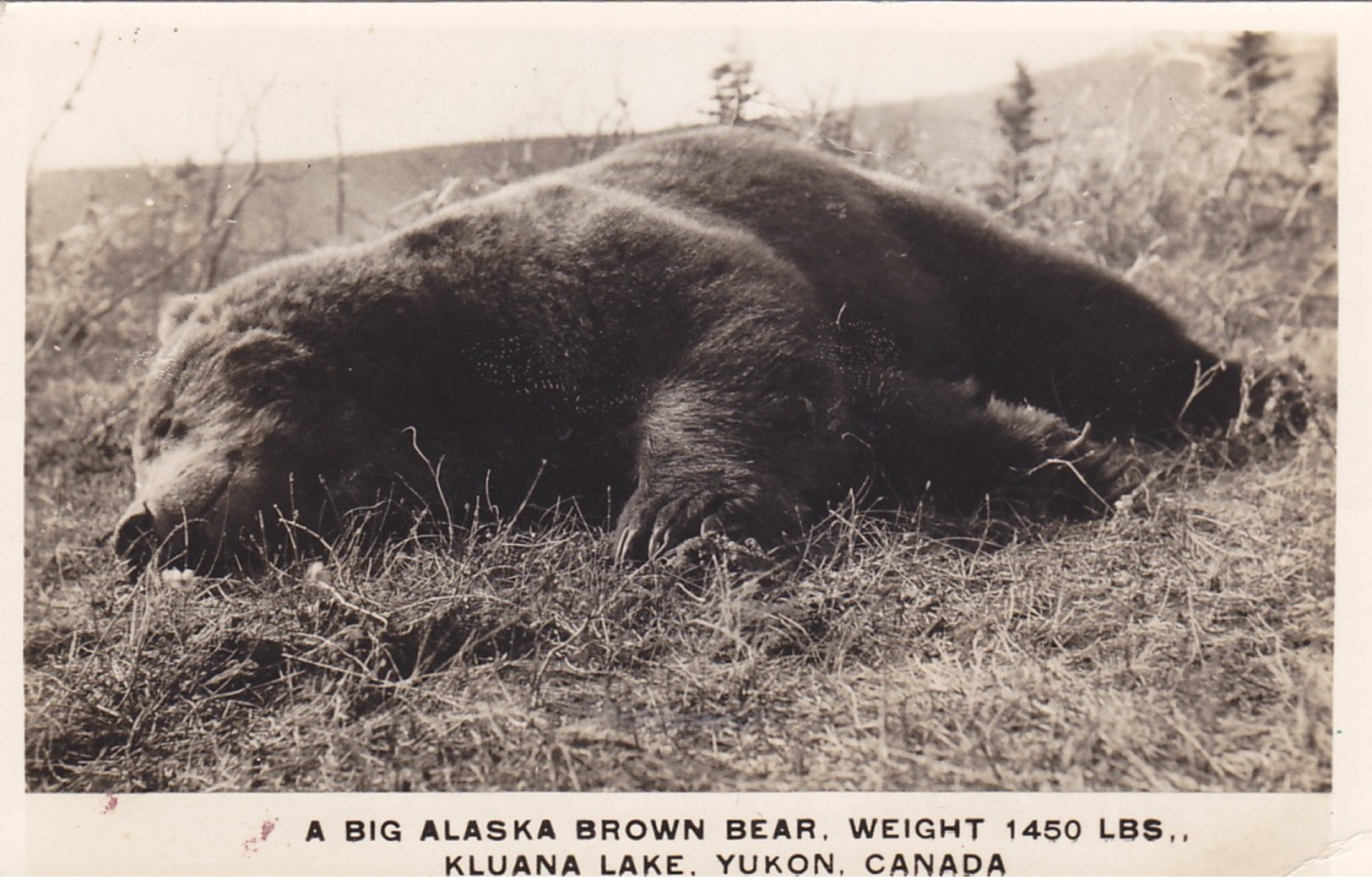 RP: Alaska Brown Bear, 1450 Lbs, Kluana Lake , YUKON , Canada , 20-30s - Hunting