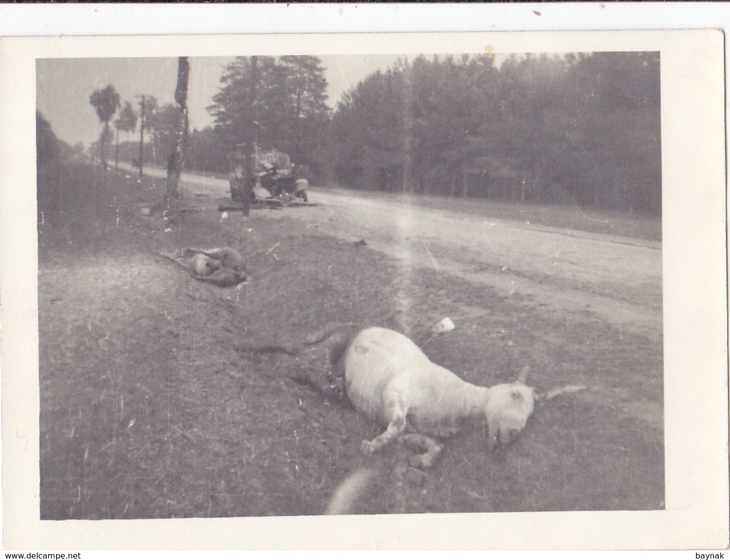 DEUTSCHLAND  --  ORIGINAL PHOTO  - FRANCE, ST. MALO   -  DESTROYED CAMION, DEATH HORSE, GOAT, CHEVRES  9 Cm X 6,6 Cm  - - 1939-45