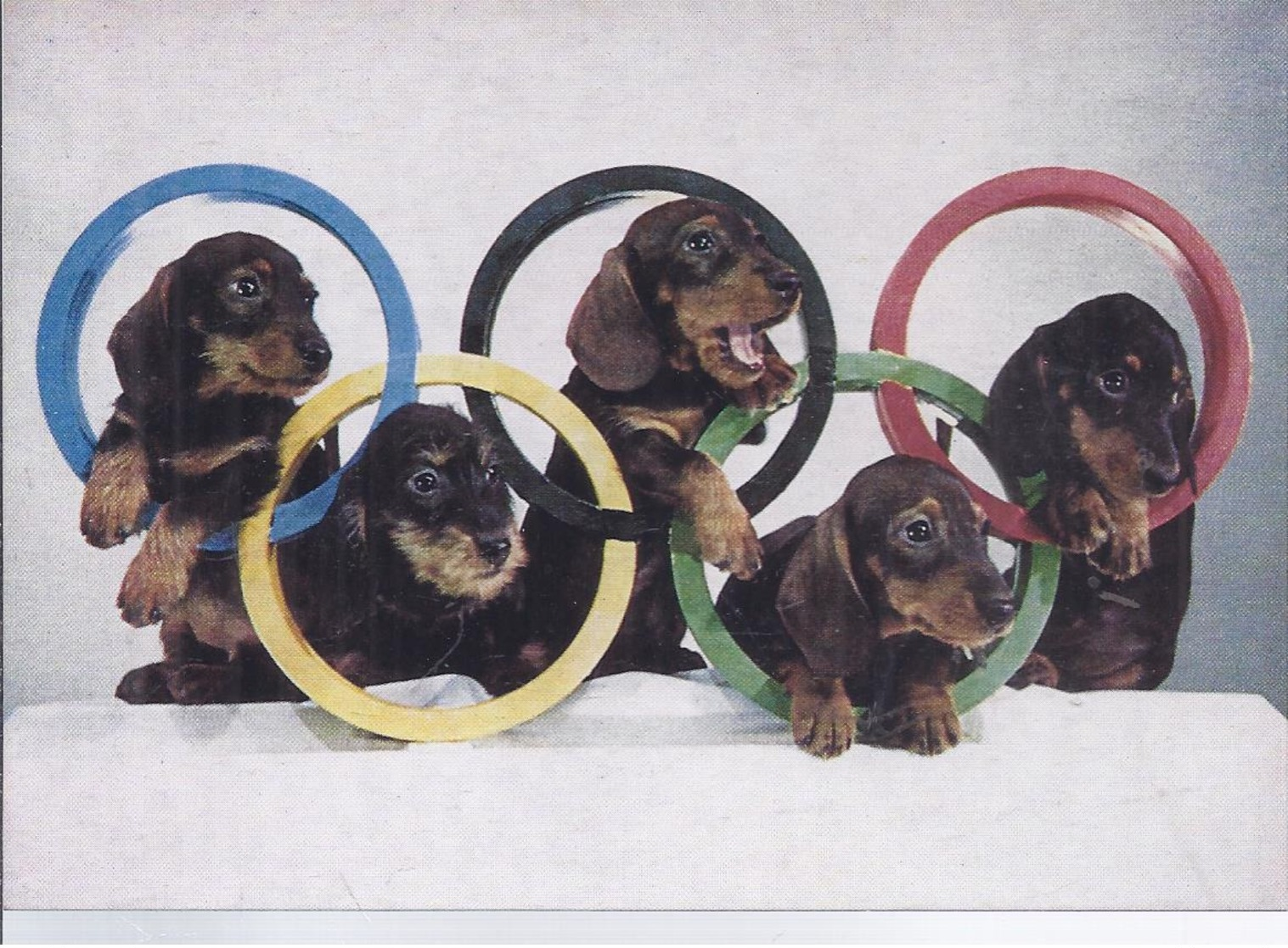 AK-div.31- 956    Hundeolympiade - Hunde