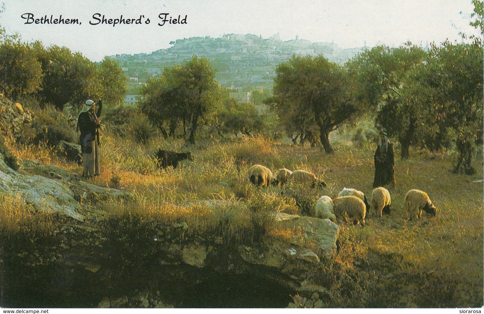 Israele. Betlemme. Bethlehem. Shepherd's Field. Pastori Pecore. - Israele